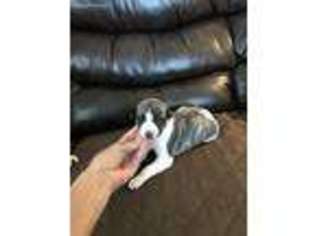 Whippet Puppy for sale in Park Hill, OK, USA