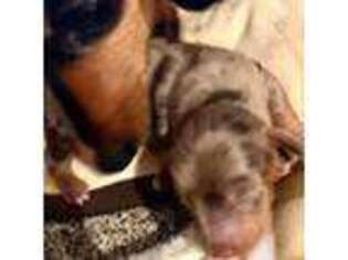 Dachshund Puppy for sale in Arroyo Grande, CA, USA