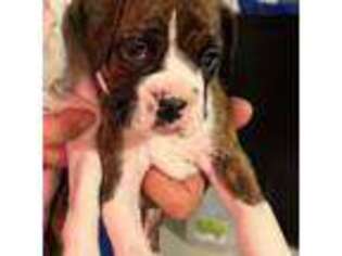 Boxer Puppy for sale in Marine City, MI, USA