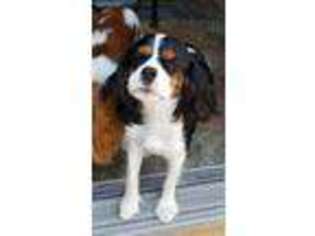 Cavalier King Charles Spaniel Puppy for sale in Grinnell, IA, USA