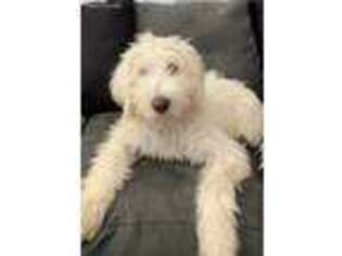 Labradoodle Puppy for sale in North Brunswick, NJ, USA