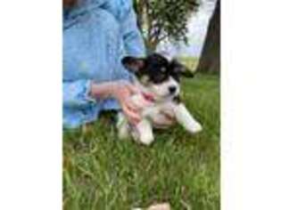 Pembroke Welsh Corgi Puppy for sale in Deer Grove, IL, USA