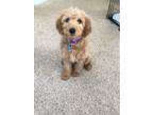 Goldendoodle Puppy for sale in Ballston Lake, NY, USA