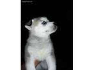 Siberian Husky Puppy for sale in Farmington, UT, USA