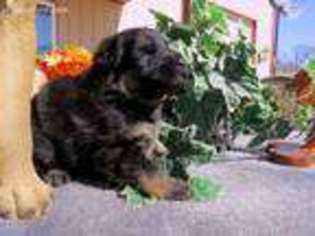 Mutt Puppy for sale in Eldon, MO, USA