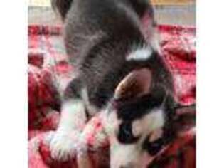 Siberian Husky Puppy for sale in Coquille, OR, USA