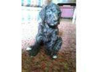 Labradoodle Puppy for sale in Knoxville, MD, USA
