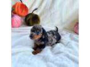 Dachshund Puppy for sale in Brownsville, TX, USA