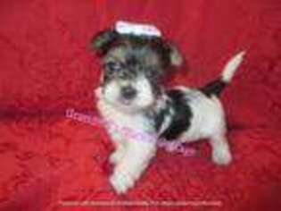 Yorkshire Terrier Puppy for sale in Galva, IL, USA