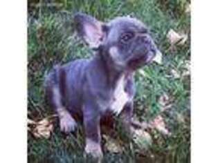 French Bulldog Puppy for sale in Kersey, CO, USA