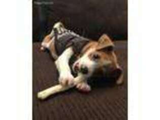 Jack Russell Terrier Puppy for sale in Anaheim, CA, USA