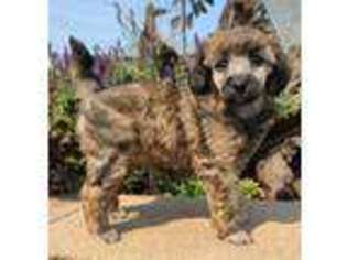Mutt Puppy for sale in Knoxville, IA, USA