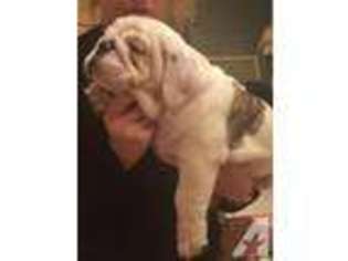 Bulldog Puppy for sale in ROCKPORT, IN, USA
