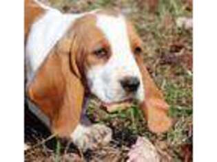 Basset Hound Puppy for sale in London, KY, USA
