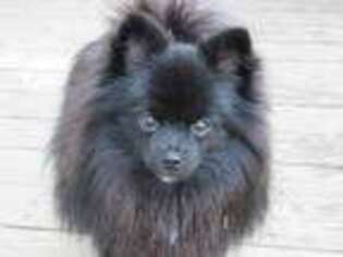 Pomeranian Puppy for sale in Millersburg, OH, USA