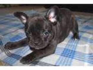 French Bulldog Puppy for sale in Clever, MO, USA