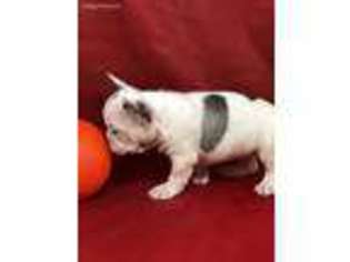 French Bulldog Puppy for sale in Beaumont, TX, USA