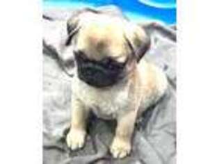 Pug Puppy for sale in Chattanooga, TN, USA