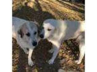 Great Pyrenees Puppy for sale in Great Bend, KS, USA