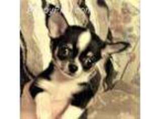 Chihuahua Puppy for sale in Gilbert, SC, USA