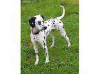 Dalmatian Puppy for sale in Rockport, ME, USA