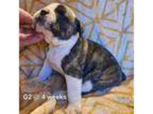 Olde English Bulldogge Puppy for sale in Jennings, OK, USA