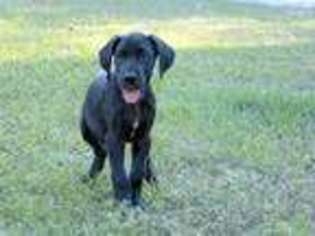 Great Dane Puppy for sale in Inverness, FL, USA