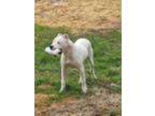 Dogo Argentino Puppy for sale in Lilburn, GA, USA