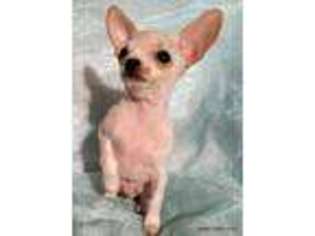 Chihuahua Puppy for sale in Florence, KY, USA