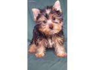 Yorkshire Terrier Puppy for sale in Williston, FL, USA