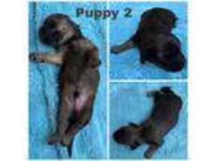 Dachshund Puppy for sale in Covington, GA, USA