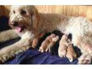 Goldendoodle Puppy for sale in SUTTON, VT, USA