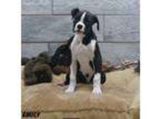 Boxer Puppy for sale in Ogden, UT, USA
