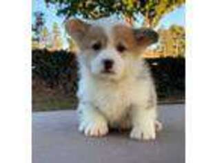 Pembroke Welsh Corgi Puppy for sale in Buena Park, CA, USA