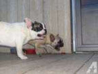 French Bulldog Puppy for sale in SUNRISE BEACH, MO, USA