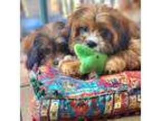 Cavalier King Charles Spaniel Puppy for sale in Louisa, VA, USA