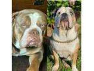 Olde English Bulldogge Puppy for sale in Kendallville, IN, USA