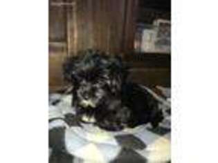 Mutt Puppy for sale in Jamestown, MO, USA