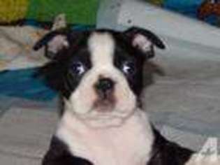 Boston Terrier Puppy for sale in LUCERNE VALLEY, CA, USA