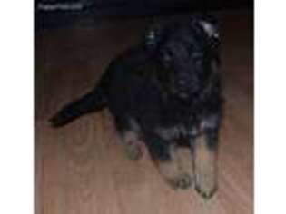German Shepherd Dog Puppy for sale in Elko, NV, USA