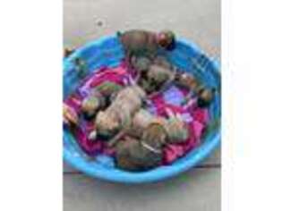 Mastiff Puppy for sale in Lugoff, SC, USA
