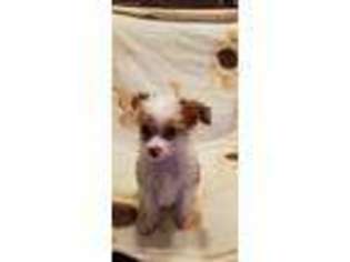 Chinese Crested Puppy for sale in Claxton, GA, USA