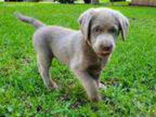 Labrador Retriever Puppy for sale in Duncanville, TX, USA
