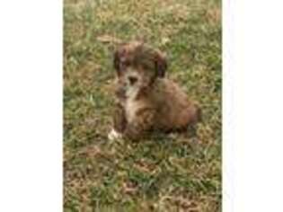 Mutt Puppy for sale in Middletown, VA, USA