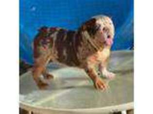 Bulldog Puppy for sale in Blythe, CA, USA