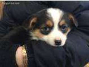 Pembroke Welsh Corgi Puppy for sale in Havre, MT, USA
