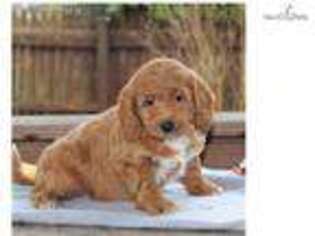 Goldendoodle Puppy for sale in Harrisburg, PA, USA