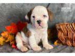 Beabull Puppy for sale in Canton, OH, USA