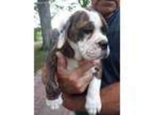 Olde English Bulldogge Puppy for sale in Plymouth, IN, USA