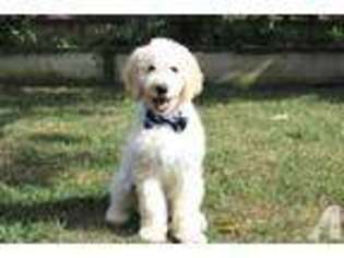 Goldendoodle Puppy for sale in SAN JOSE, CA, USA
